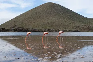 American flamingo (Phoenicopterus ruber) feeding in water with hill in background American flamingo (Phoenicopterus ruber) feeding in water with hill in background