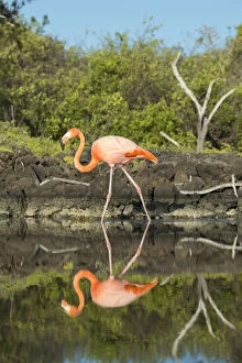 Images Dated 26th May 2013: American flamingo (Phoenicopterus ruber) at edge of water, Borrero Bay, Santa Cruz Island
