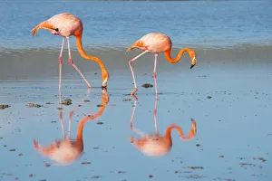 American flamingo (Phoenicopterus ruber) two feeding on the shore, Punta Cormorant American flamingo (Phoenicopterus ruber) two feeding on the shore, Punta Cormorant