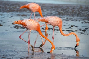 Mud Flat Gallery: American flamingo (Phoenicopterus ruber) pair in courtship, group of three feeding