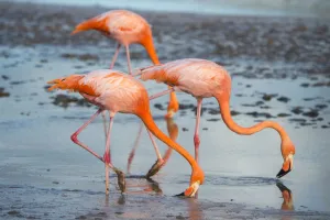 American flamingo (Phoenicopterus ruber) pair in courtship, group of three feeding American flamingo (Phoenicopterus ruber) pair in courtship, group of three feeding