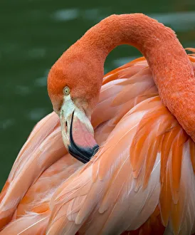 American flamingo (Phoenicopterus ruber) preening feathers. Captive American flamingo (Phoenicopterus ruber) preening feathers. Captive