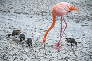 American flamingo (Phoenicopterus ruber) feeding in saline lagoon American flamingo (Phoenicopterus ruber) feeding in saline lagoon