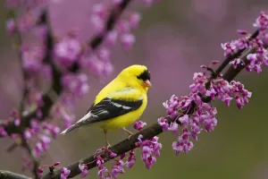 American goldfinch (Carduelis tristis) male in breeding plumage, perched in Eastern American goldfinch (Carduelis tristis) male in breeding plumage, perched in Eastern