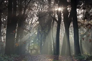 American oak (Quercus rubra) trees in avenue, sun shining through American oak (Quercus rubra) trees in avenue, sun shining through