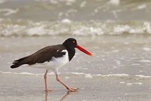 American oystercatcher (Haematopus palliatus) feeding, Fort Myers Beach, Gulf Coast American oystercatcher (Haematopus palliatus) feeding, Fort Myers Beach, Gulf Coast