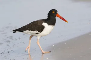 American oystercatcher (Haematopus palliatus) foraging at waters edge, Indian Shores American oystercatcher (Haematopus palliatus) foraging at waters edge, Indian Shores