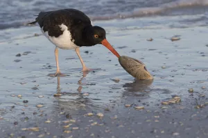 American oystercatcher (Haematopus palliatus) feeding on Calico Clam, shortly after dawn American oystercatcher (Haematopus palliatus) feeding on Calico Clam, shortly after dawn
