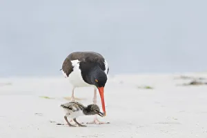 American oystercatcher (Haematopus palliatus) adult feeding chick, Long Island, New York American oystercatcher (Haematopus palliatus) adult feeding chick, Long Island, New York