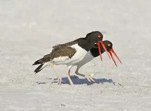 Images Dated 13th March 2012: American oystercatchers (Haematopus palliatus) courting pair performing Piping Display'