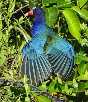 Images Dated 1st April 2012: American Purple Gallinule (Porphyrio martinica) displaying brightly coloured wings