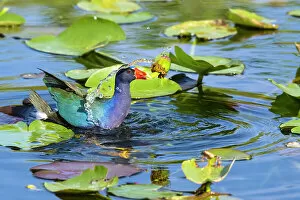 American purple gallinule (Porphyrio martinica) holding water lily seed pod in beak while swimming through lily pads