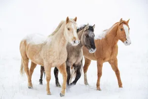 American quarter horse, three standing in snow. Alberta, Canada. February American quarter horse, three standing in snow. Alberta, Canada. February