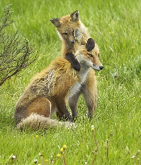 Images Dated 6th June 2008: American Red Fox (Vulpes vulpes) cubs playing with its mother. Grand Teton National Park