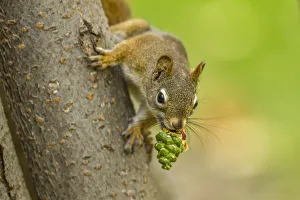 American red squirrel (Tamiasciurus hudsonicus) collecting, Douglas Fir (Pseudotsuga American red squirrel (Tamiasciurus hudsonicus) collecting, Douglas Fir (Pseudotsuga