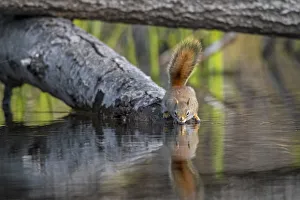 American red squirrel (Tamiasciurus hudsonicus) on tree trunk drinking in a beaver pond American red squirrel (Tamiasciurus hudsonicus) on tree trunk drinking in a beaver pond