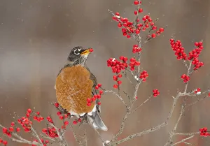 American Robin (Turdus migratorius), feeding on winterberry (Ilex) fruits in winter American Robin (Turdus migratorius), feeding on winterberry (Ilex) fruits in winter