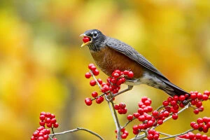 Images Dated 14th July 2014: American robin (Turdus migratorius) feeding on Winterberry holly (Ilex sp) berries