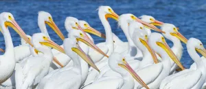 American White Pelican (Pelecanus erythrohycnchos) flock. Everglades National Park American White Pelican (Pelecanus erythrohycnchos) flock. Everglades National Park