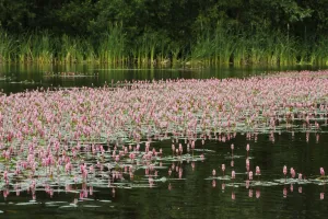Amphibious bistort (Polygonum amphibium) in flower on lake, Westhay SWT reserve Amphibious bistort (Polygonum amphibium) in flower on lake, Westhay SWT reserve