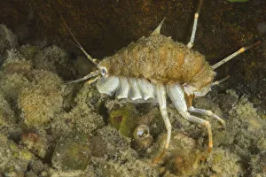 Amphipod (Acanthogammarus lappaceus) Lake Baikal, Siberia, Russia. Endemic to Lake Baikal Amphipod (Acanthogammarus lappaceus) Lake Baikal, Siberia, Russia. Endemic to Lake Baikal
