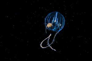 Amphipod travelling on sea gooseberry (Ctenophora) Browning Pass, Vancouver Island Amphipod travelling on sea gooseberry (Ctenophora) Browning Pass, Vancouver Island