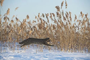 Amur leopard cat (Prionailurus bengalensis euptilurus) leaping past reed bed, Vladivostok