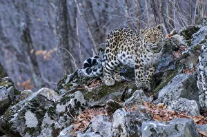 Amur leopard (Panthera pardus orientalis) Land of the Leopard National Park, Primorsky Krai Amur leopard (Panthera pardus orientalis) Land of the Leopard National Park, Primorsky Krai