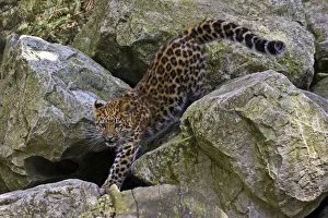 Amur Leopard (Panthera pardus orientalis) juvenile on rocks. Occurs NE China and SE Russia Amur Leopard (Panthera pardus orientalis) juvenile on rocks. Occurs NE China and SE Russia