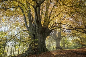 Beech Gallery: Ancient Beech trees (Fagus sylvatica), Lineover Wood, Gloucestershire UK