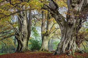 Spermatophytina Collection: Ancient Beech trees (Fagus sylvatica), Lineover Wood, Gloucestershire UK