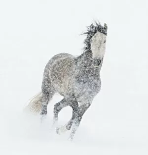 Andalusian mare running in snow storm, Colorado, USA