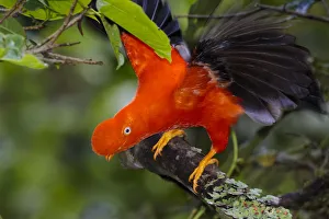Andean Cock-of-the-rock male {Rupicola peruvianus} at lek in cloud forest canopy Andean Cock-of-the-rock male {Rupicola peruvianus} at lek in cloud forest canopy