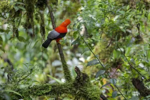 Andean Cock-of-the-rock male (Rupicola peruvianus) at lek in cloud forest canopy Andean Cock-of-the-rock male (Rupicola peruvianus) at lek in cloud forest canopy