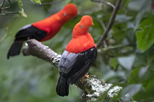 Andean cock-of-the-rock (Rupicola peruvianus), two males perched in tree at lek in Andean cock-of-the-rock (Rupicola peruvianus), two males perched in tree at lek in