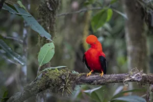 Andean cock of the rock (Rupicola peruvianus) male perched on branch, Mindo, Pichincha Andean cock of the rock (Rupicola peruvianus) male perched on branch, Mindo, Pichincha