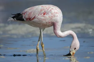 Andean flamingo (Phoenicoparrus andinus) feeding on shore Laguna Hedionda, Altiplano Andean flamingo (Phoenicoparrus andinus) feeding on shore Laguna Hedionda, Altiplano