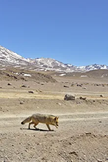 Andean fox (Lycalopex culpaeus) walking in the Altiplano, Andes, Bolivia. September 2018 Andean fox (Lycalopex culpaeus) walking in the Altiplano, Andes, Bolivia. September 2018