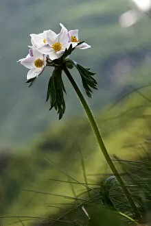 Images Dated 28th June 2008: Anemone in flower, Mount Cheget, Caucasus, Russia, June 2008
