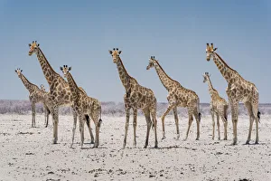 Angolan giraffes (Giraffa giraffa angolensis) approaching a scarce waterhole Angolan giraffes (Giraffa giraffa angolensis) approaching a scarce waterhole