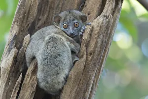 Ankarana sportive lemur (Lepilemur ankaranensis), Ankarana National Park, Madagascar Ankarana sportive lemur (Lepilemur ankaranensis), Ankarana National Park, Madagascar