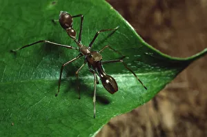 Ant mimicing spider in Sierra Madre National Park, Luzon, Philippines. September Ant mimicing spider in Sierra Madre National Park, Luzon, Philippines. September