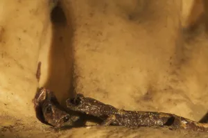 Two Apennines / Italian cave salamanders (Speleomantes italicus) on rock face, San Marino Two Apennines / Italian cave salamanders (Speleomantes italicus) on rock face, San Marino