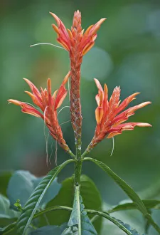 Aphelandra (Acanthus sp) flowering. Oahu, Hawaii, February Aphelandra (Acanthus sp) flowering. Oahu, Hawaii, February
