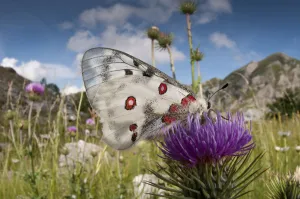 Apollo butterfly (Parnasius apollo) feeding on flower, Mount Terminillo, Rieti, Lazio Apollo butterfly (Parnasius apollo) feeding on flower, Mount Terminillo, Rieti, Lazio