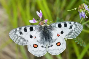 Apollo butterfly (Parnassius apollo) on flowers, Fliess, Naturpark Kaunergrat, Tirol Apollo butterfly (Parnassius apollo) on flowers, Fliess, Naturpark Kaunergrat, Tirol