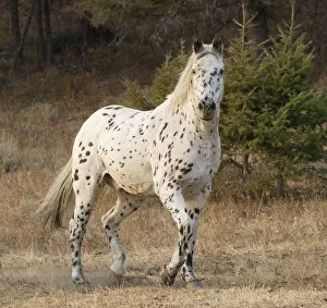 Images Dated 26th September 2012: Appaloosa horse in ranch, Martinsdale, Montana, USA