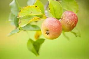 Images Dated 24th August 2011: Apples (Malus domestica) growing in traditional orchard at Cotehele National Trust property