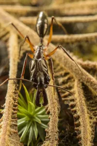 Trap-jaw Ant Print, Odontomachus chelifer Portrait