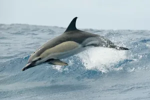 Muridae Prints: Common dolphin print, jumping in the ocean